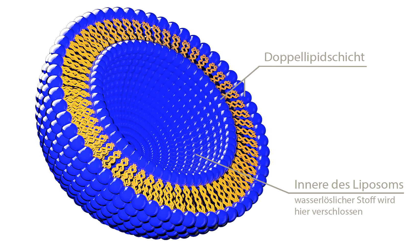 Abbildung Liposom