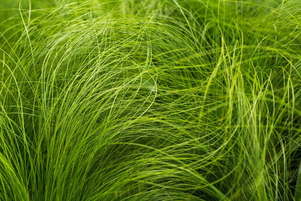 Thinning grass