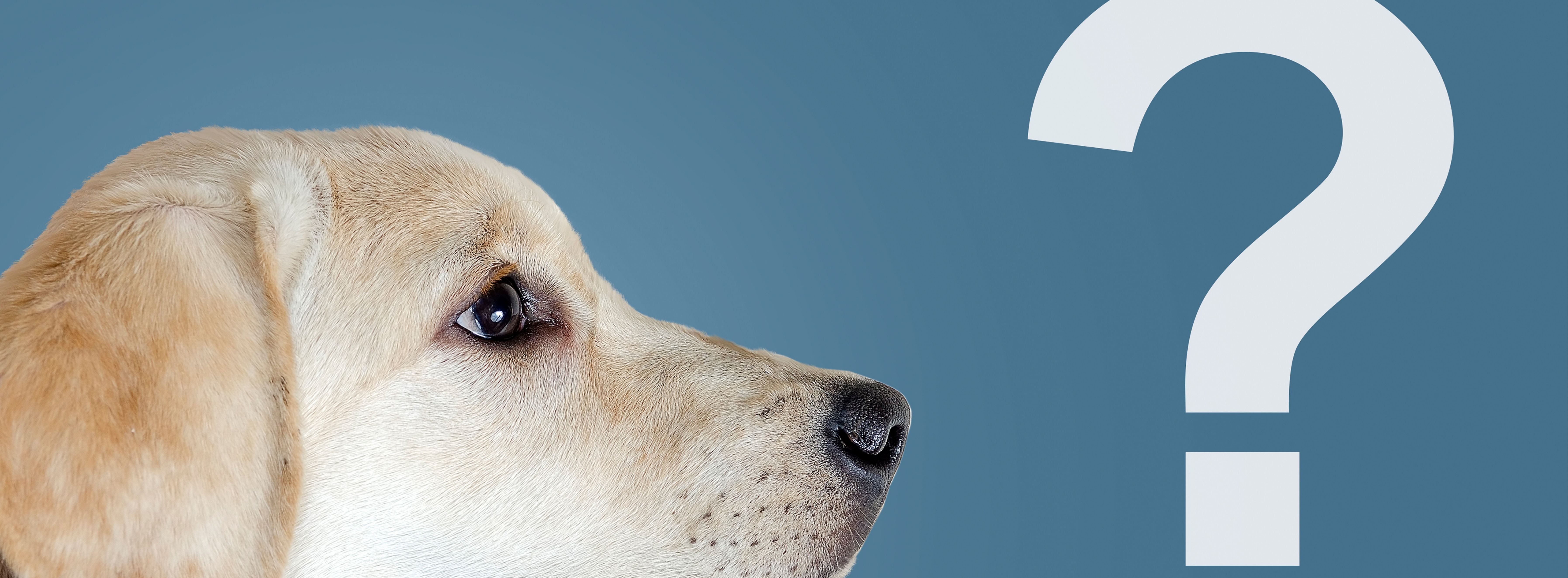quel dosage pour un chien
