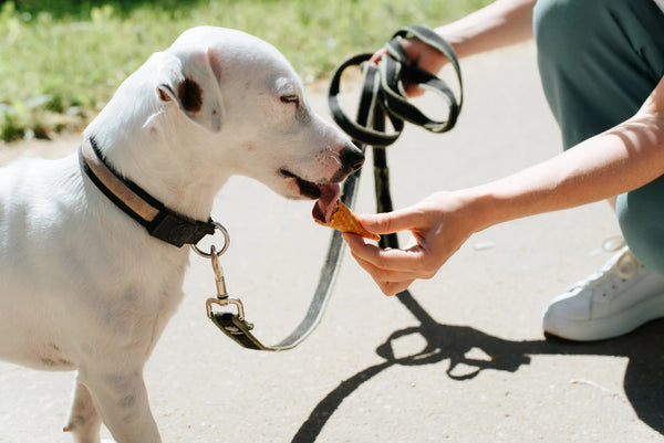 Chien récompensé lors d'un exercice de longe