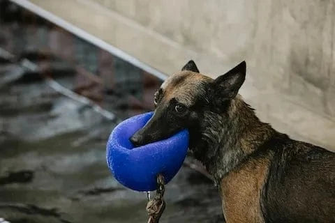 Quels jeux pour Malinois