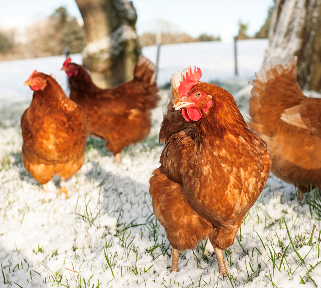 Can chickens stay outside in the winter?