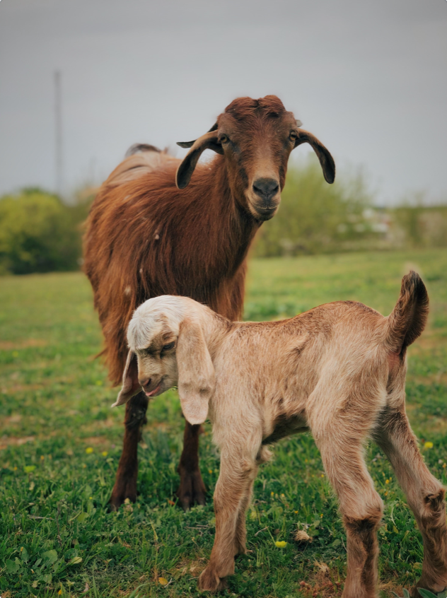 Goat Milk for Skin Lightening