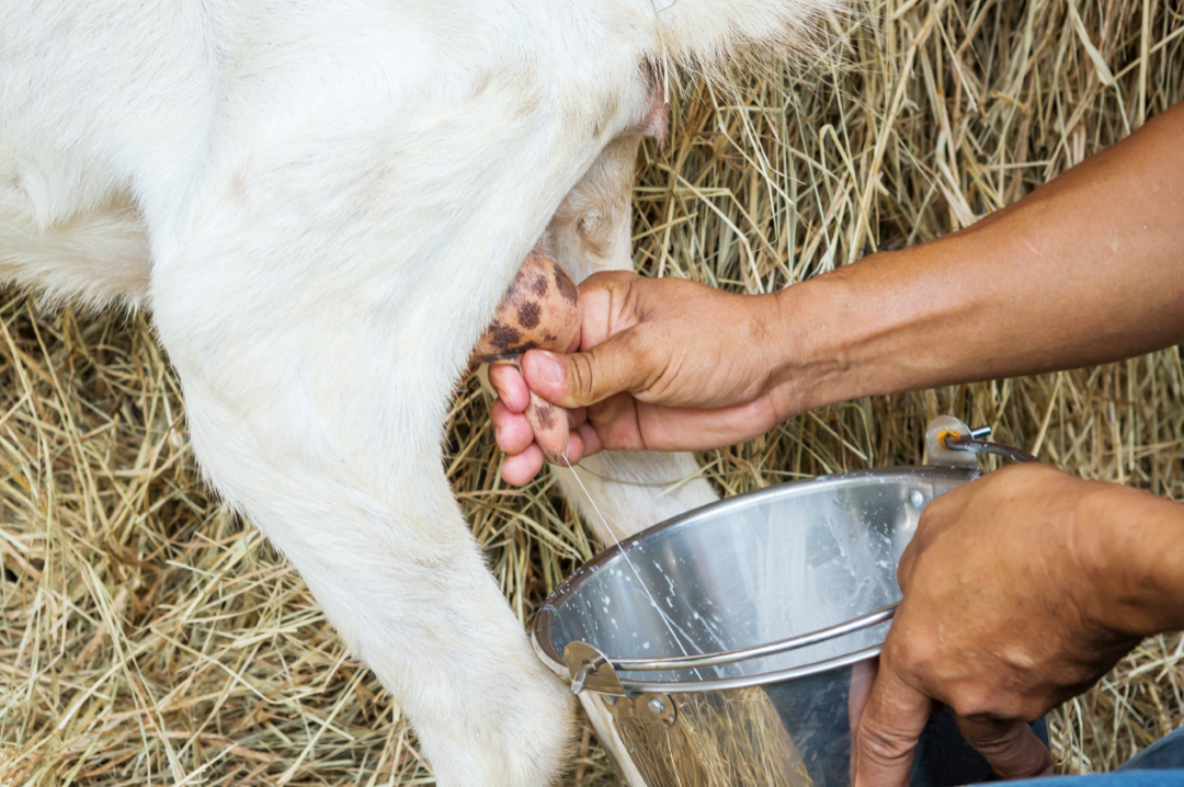 How to Use Goat Milk for Skin Lightening