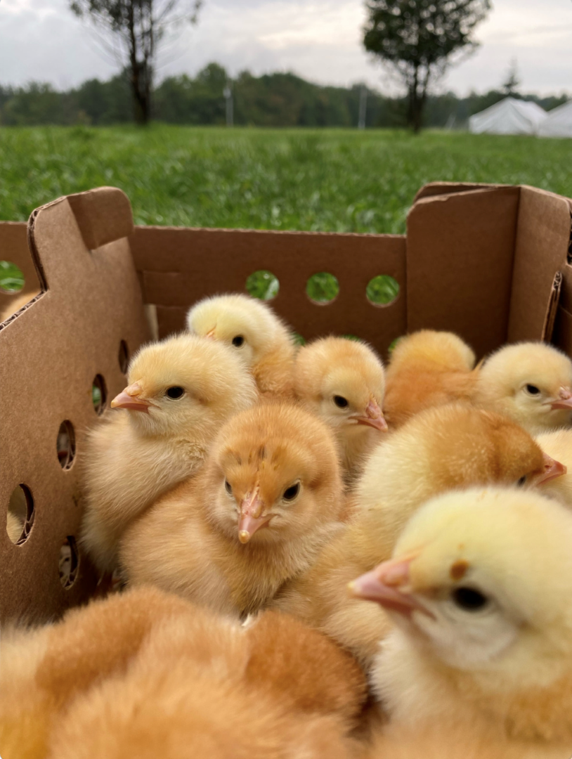 Raising Baby Chicks for Beginners