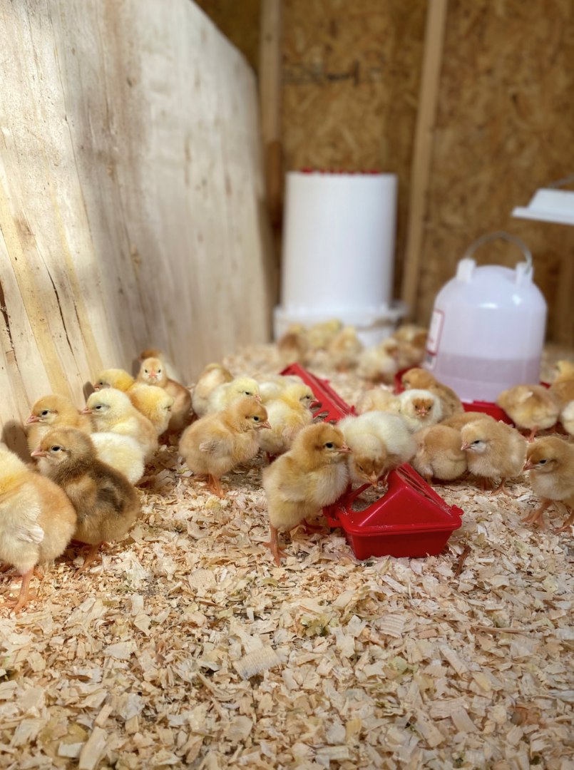 What do I need to raise baby chicks?