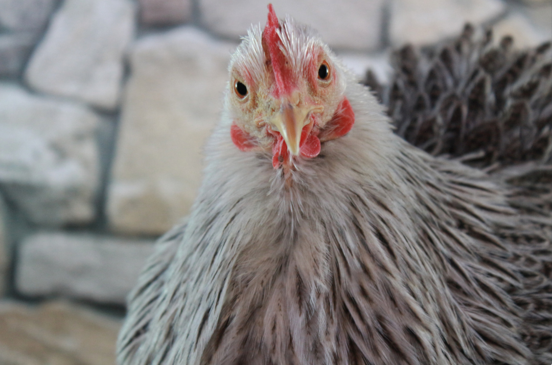 What do you feed chickens to keep them warm in the winter?