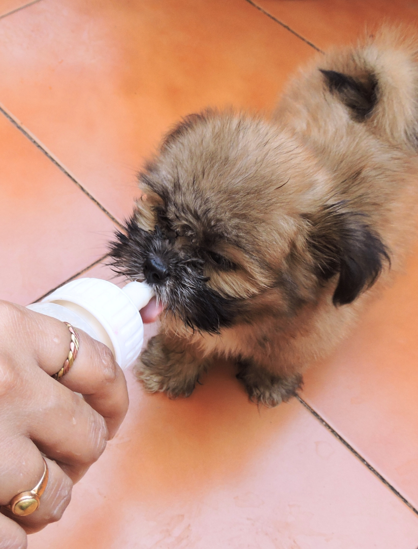benefits of goat milk for dogs