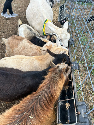 Supplies Needed for Goats
