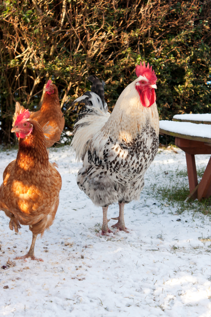 how to raise chickens in the winter
