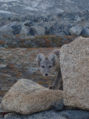 Arctic fox