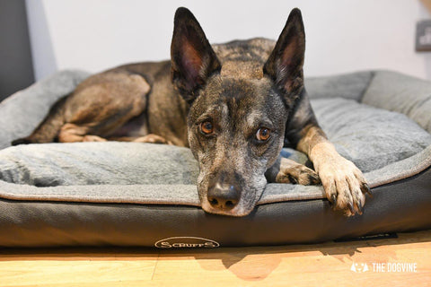 7 REASONS WHY IT’S A PAWS UP FOR THE SCRUFFS ORTHOPAEDIC DOG BED