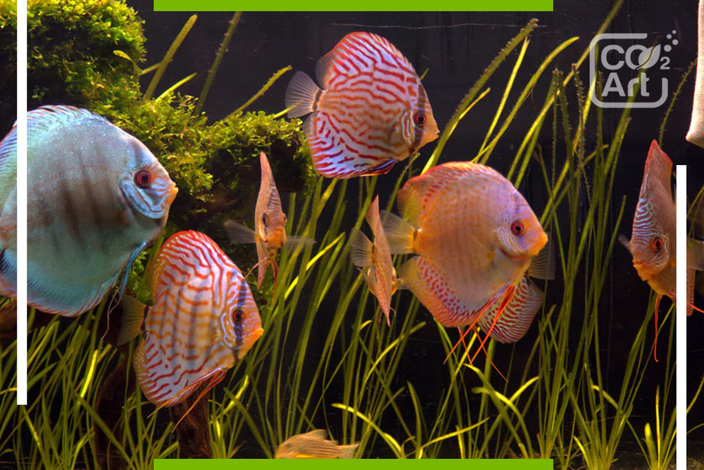 Do fish produce enough CO2 for plants?