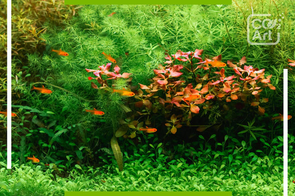 Do fish produce enough CO2 for plants?