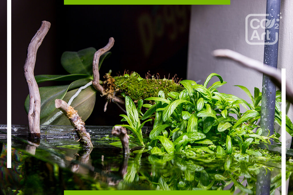 Emersed vs submerged grown aquatic plants for aquascaping