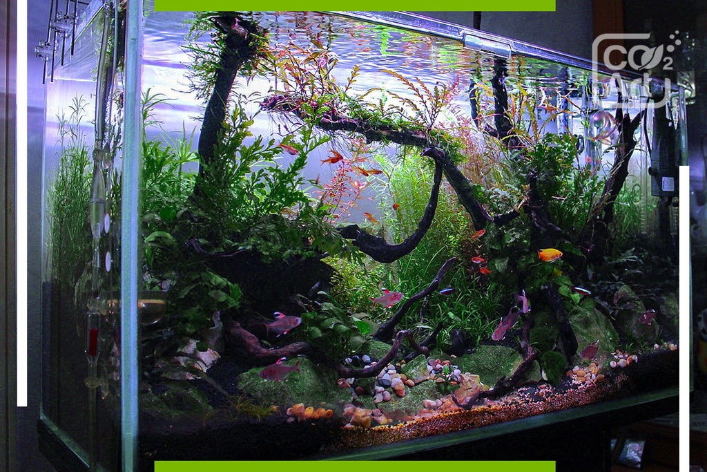 Emersed vs submerged grown aquatic plants for aquascaping