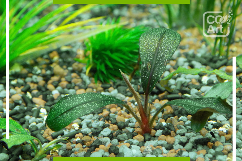 What are the signs of too much CO2 in an aquarium?