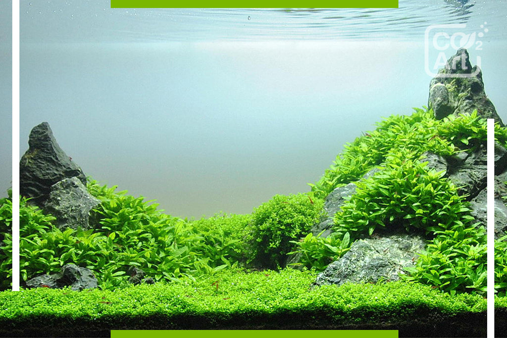 Key Benefits of Having a CO2 System in Your Tank