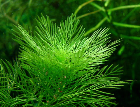 Myriophyllum Mattogrossense