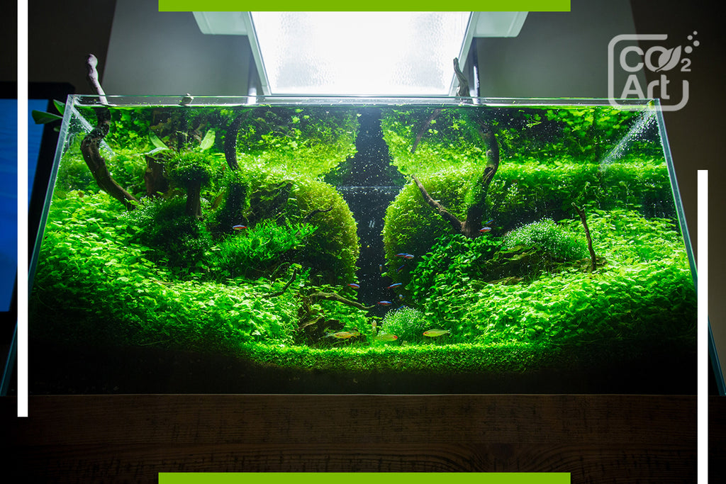 How to increase CO2 in aquarium naturally?