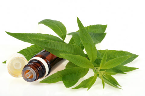 Lemon Verbena Oil for natural radiant skin- Oil Pic