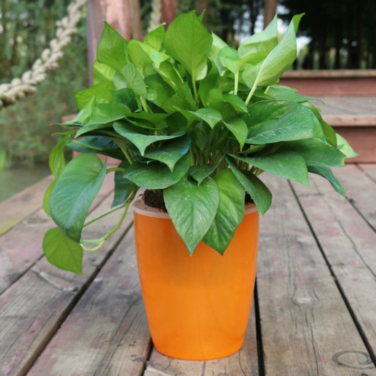 Strongwell Nordic Hydroponics Flower Pot with Automatic Water Absorption