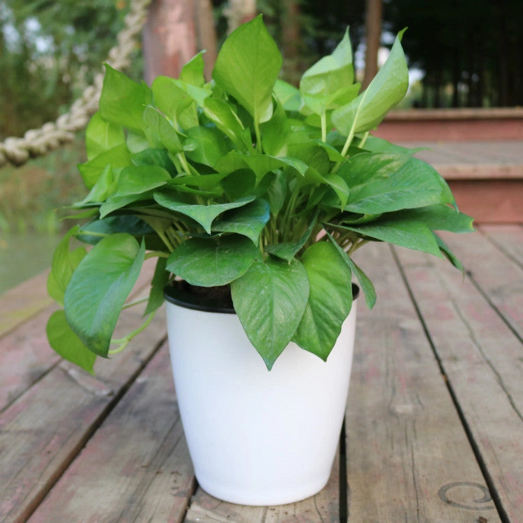 Strongwell Nordic Hydroponics Flower Pot with Automatic Water Absorption