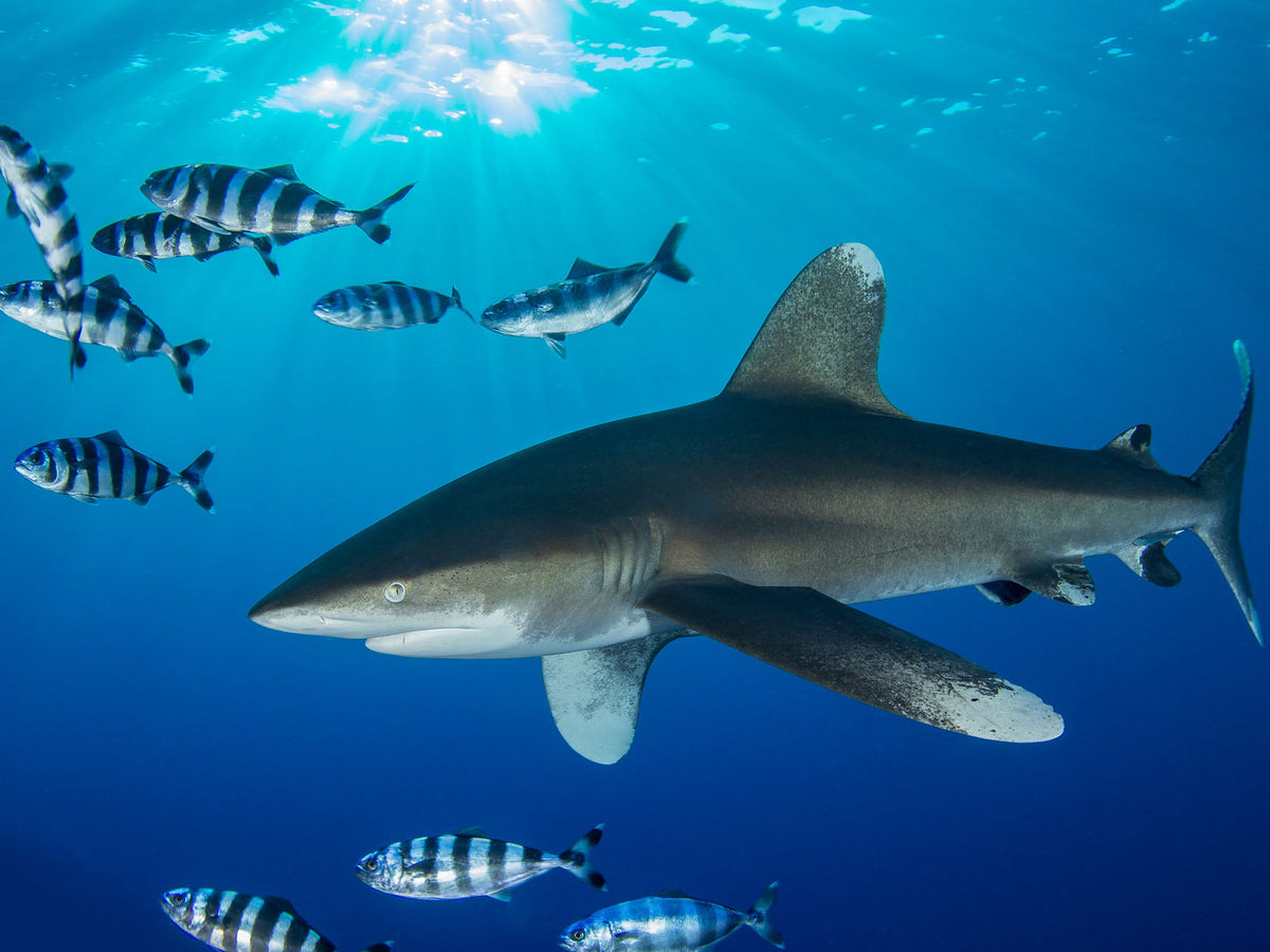 underwater shark photography