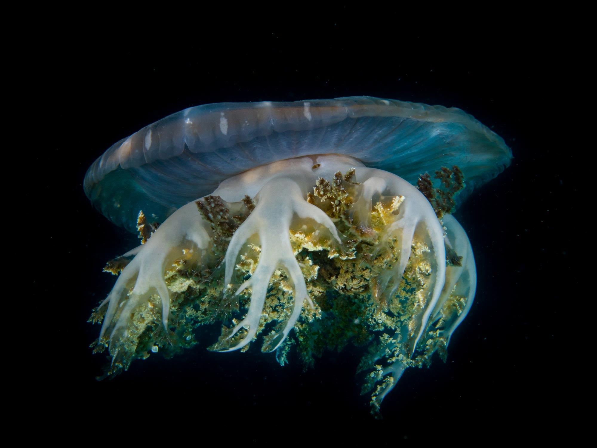 jellyfish with fish inside