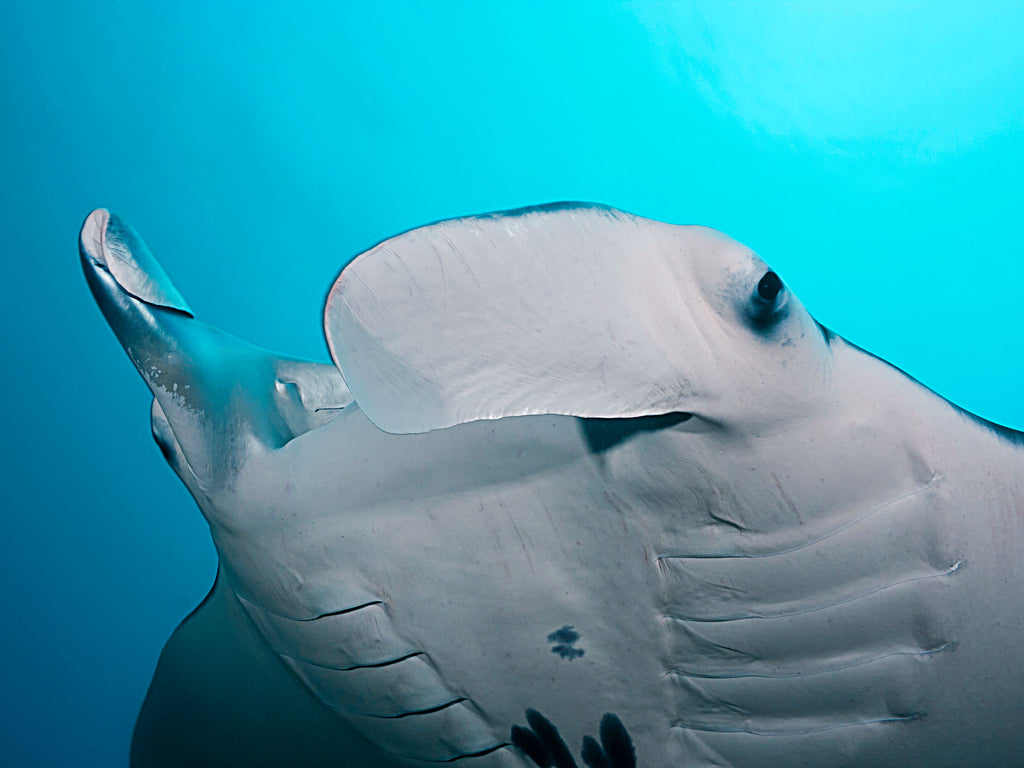 Photographing Giant Manta Rays In Yap Ikelite