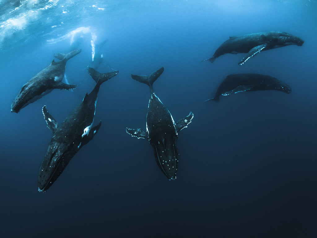 Planning A Trip To Tonga To Swim With Humpback Whales Ikelite