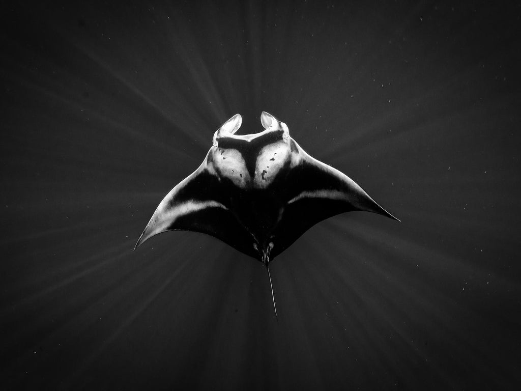 manta ray night snorkel camera