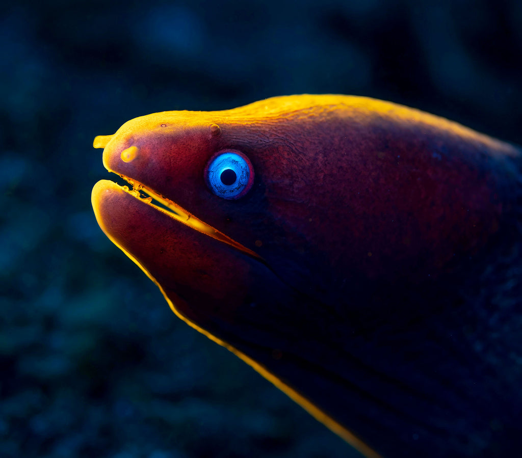 eel by glenn ostle taken with nikon z6 inside an ikelite underawter housing