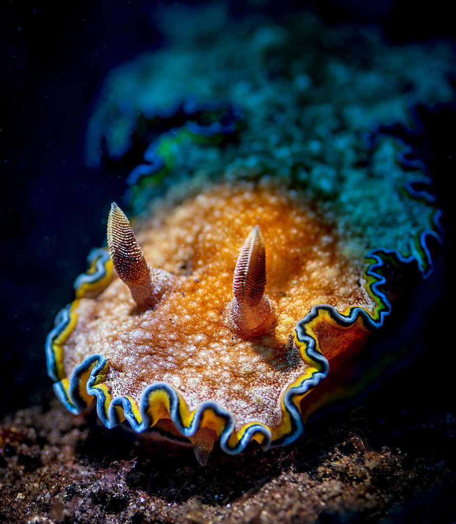 nudibranch by glenn ostle taken with nikon z6 inside an ikelite underwater housing