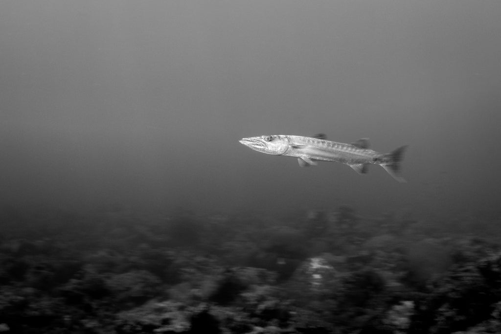 barracuda bryant turffs taken with canon camera inside an ikelite underwater housing