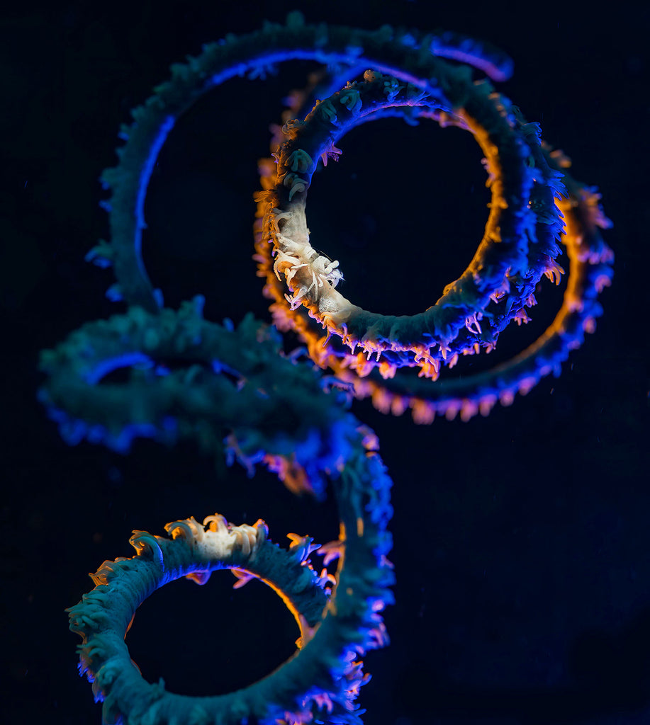 coral shrimp taken by glenn ostle with a nikon z6 inside an ikelite underwater housing