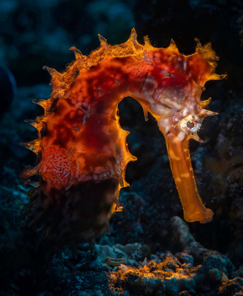 seahorse taken by glenn ostle with a nikon z6 inside an ikelite underwater housing