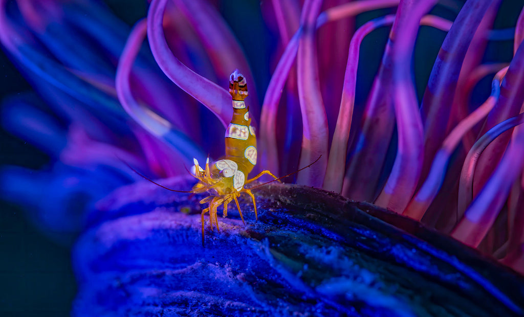 squat shrimp on anemone by glenn ostle taken with nikon z6 inside an ikelite underwater housing