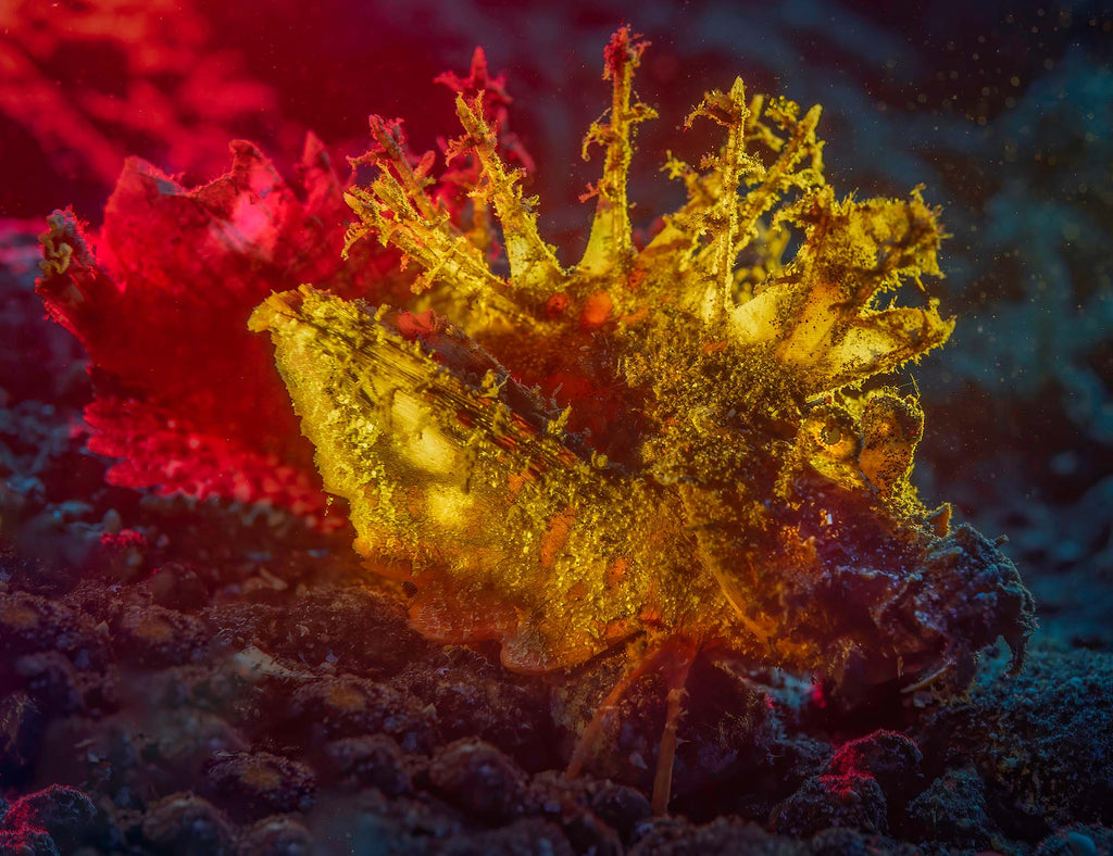 scorpionfish by glenn ostle taken with nikon z6 inside an ikelite underwater housing