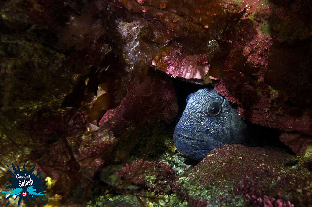 Blue Wolf Eel copyright Ali Postma Ikelite Housing