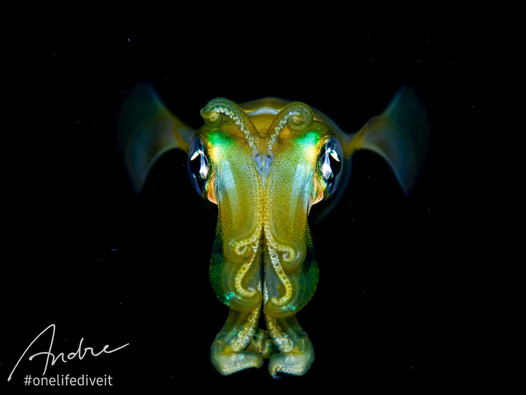 Andre Baonz Reef Squid