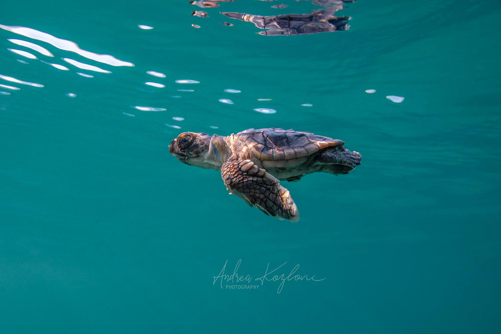 Andrea Kozlovic Rainbow on Turtle