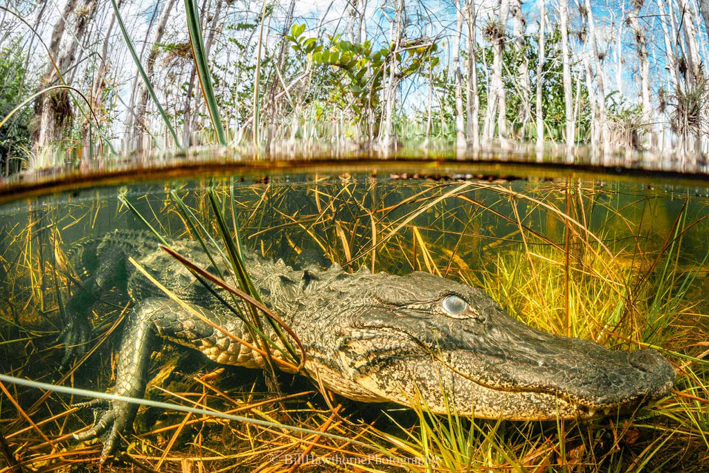 split-shot taken by bill hawthorne taken with an ikelite underwater housing