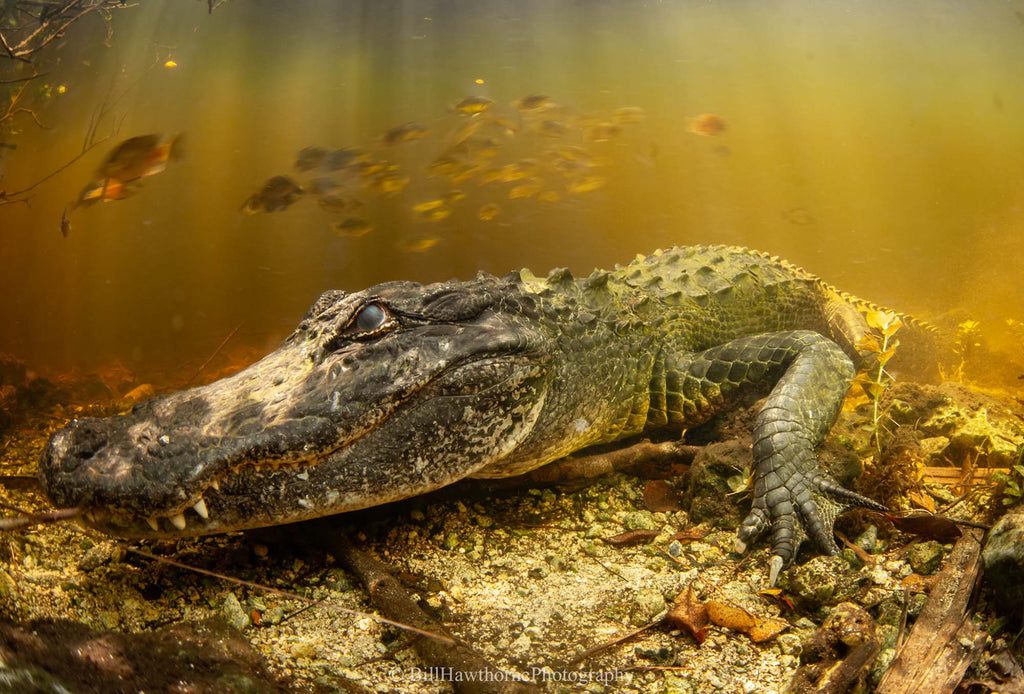 croc by bill hawthorne taken with an ikelite underwater housing