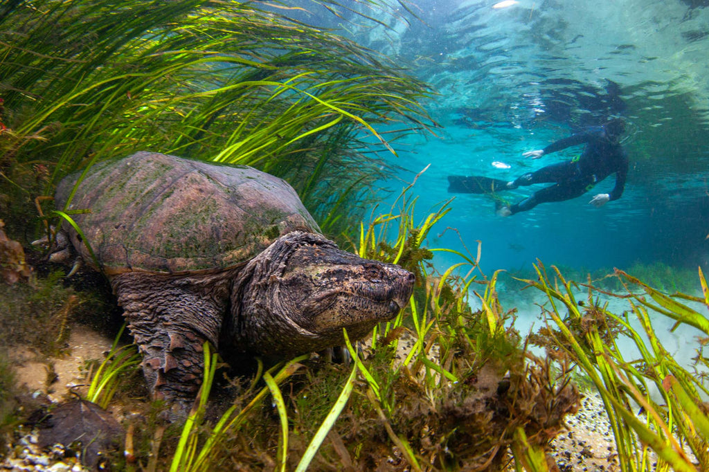 wide angle shot of a turtle with a diver in the background by bill hawthorne taken with ikelite underwater housing