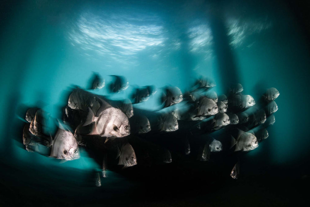 accelerated panning technique by bryant tuffs taken with canon camera inside an ikelite underwater housing