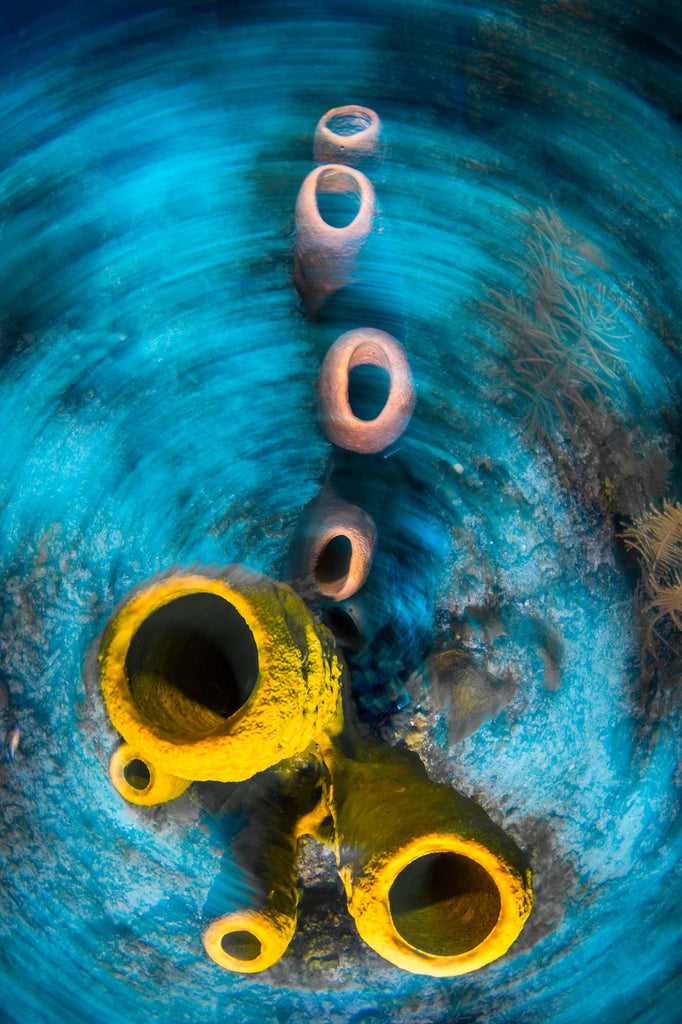 Sponge Rotation Blur by bryant turffs taken with canon camera inside an ikelite underwater housing