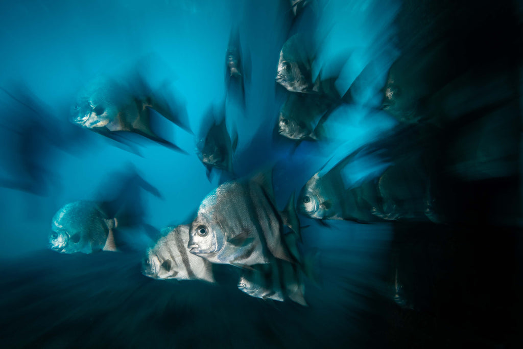 zoom blur by bryant turffs taken with canon camera inside an ikelite underwater housing