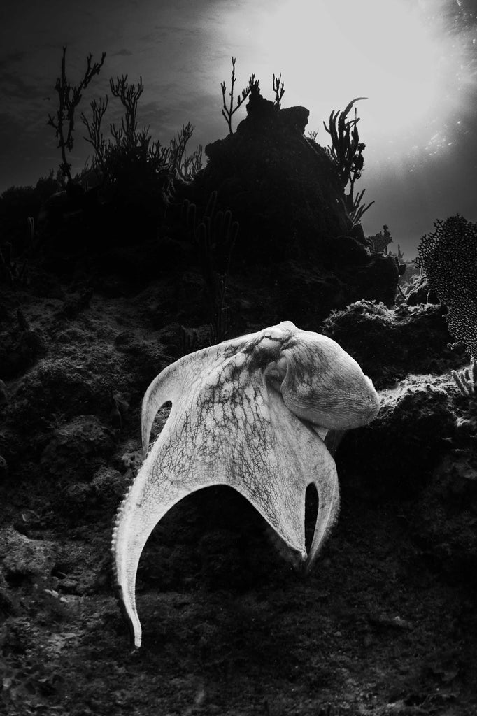 Bryant Turffs BW Octopus