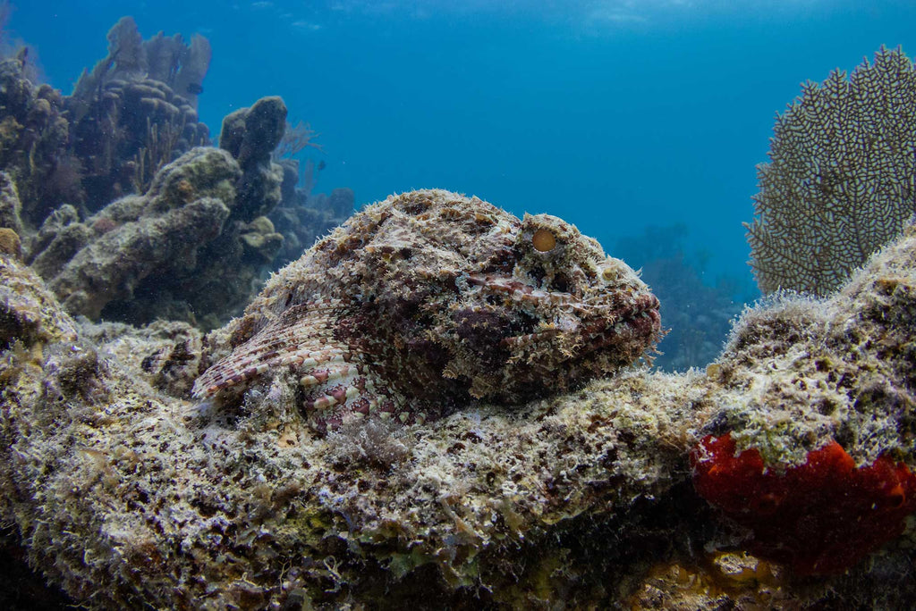 Bryant Turffs Scorpionfish